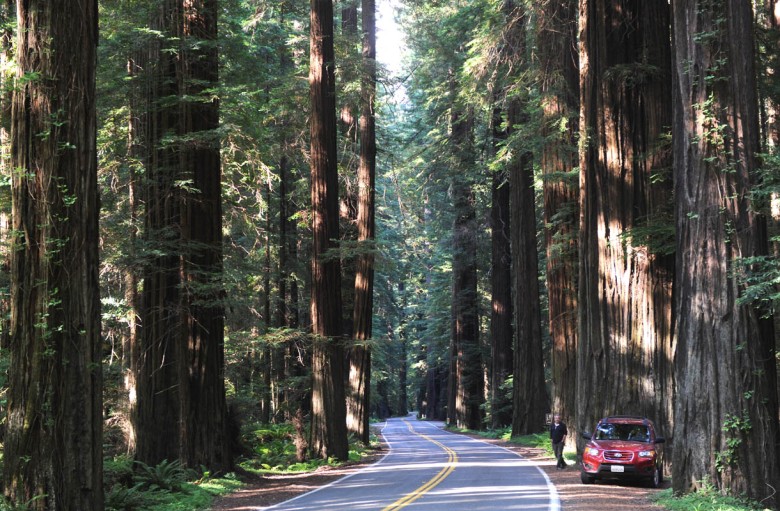 Nie wszystek krasnobór wycięto: wśród strzelistych sekwoi Redwood, przy drodze Avenue of the Giants w Kalifornii