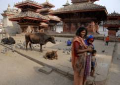 Matka z dziećmi w otoczeniu bydlątek - na jednym z historycznych placów Katmandu (NEPAL)