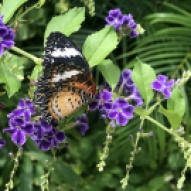 Aruba - motyle - fot. Stanisław Błaszczyna (8)