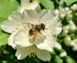 50. Pszczółka na jaśminowym kwiacie - Petrykozy na Mazowszu